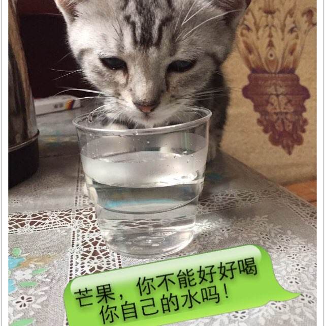 查特尔奥克州立学院文凭毕业证怎么买假的